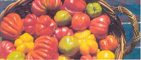 Grow the Best Stuffing Tomato Varieties Image